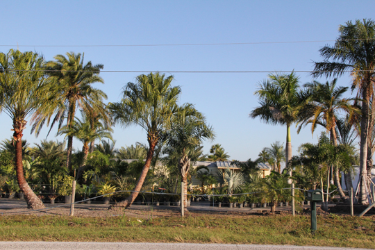 Texas Wholesale Specimen Palm Trees